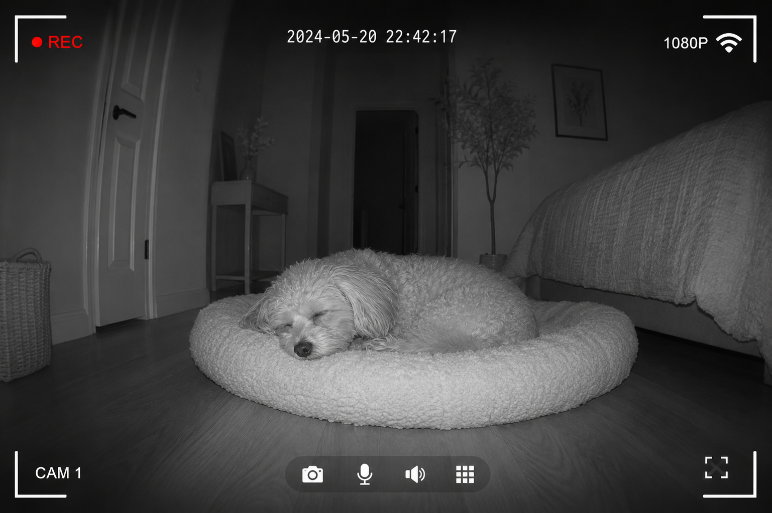 separation anxiety, dog camera, pet camera, dog behavior, dog anxiety, monitoring dogs, dog training, pet technology, home alone dog, canine behavior
